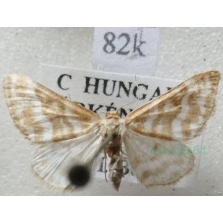 Idaea sericeata (Hübner, 1813) Krocznik rzędzik Hungaria82k